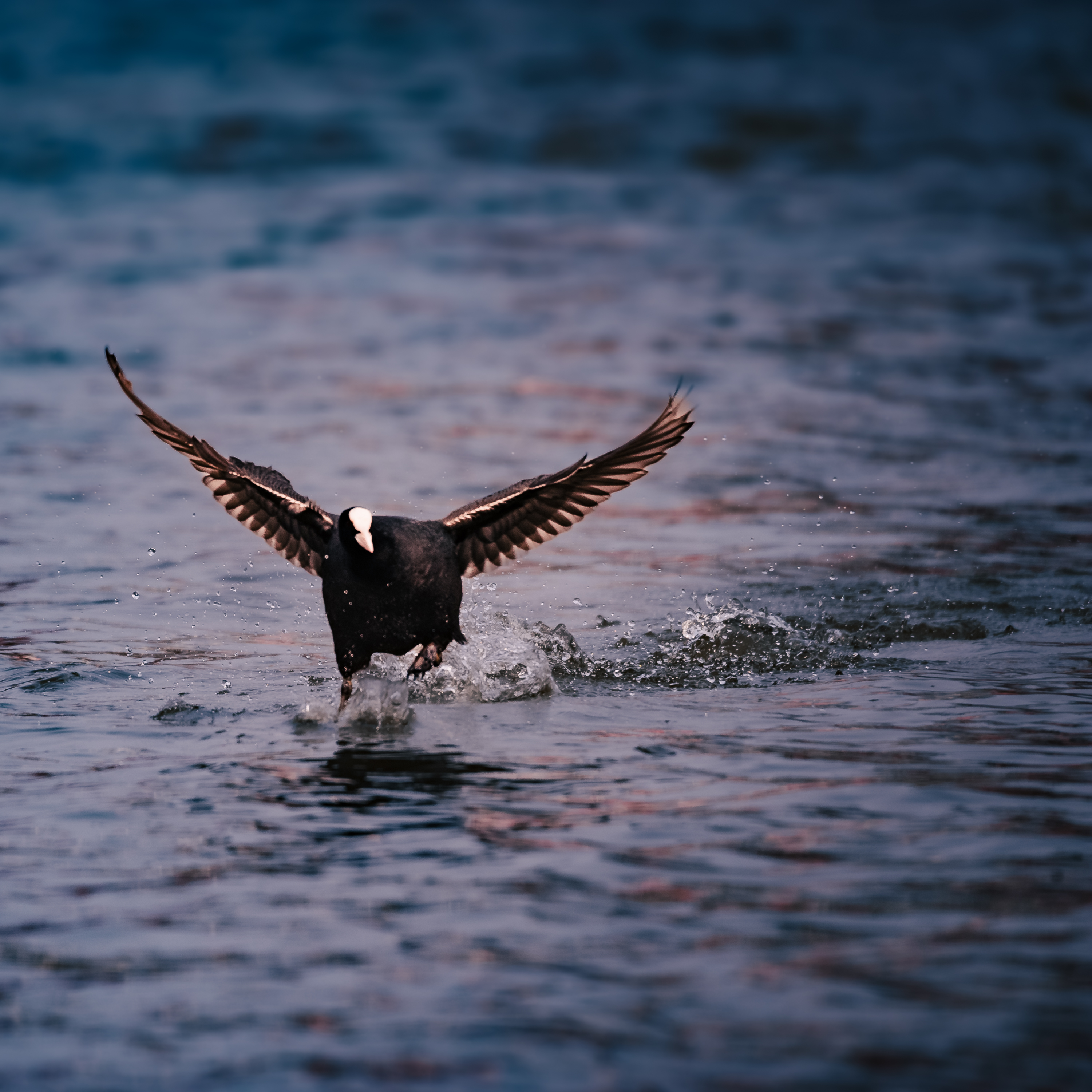 Thalkirchen Wasservoegel 2763